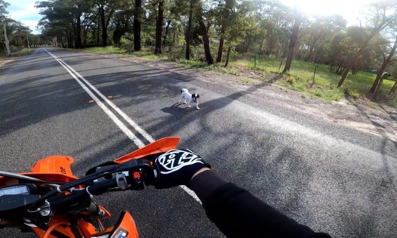Guy Riding Bike Finds Dog Sitting In The Street | The Dodo