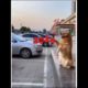 Happy New Year 2024 🥳#lol | Funny Dogs | Cute Pets| Dog | #pets #dog #goldenretriever