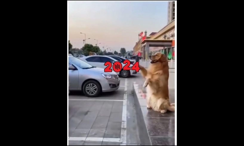 Happy New Year 2024 🥳#lol | Funny Dogs | Cute Pets| Dog | #pets #dog #goldenretriever