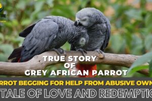 Heart-Wrenching Parrot's Plea for Help: A Story of Love and Redemption