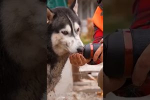 Heartwarming Transformation: Street Dog's Remarkable Rescue 🐶💖#dog #doglover #petrescue