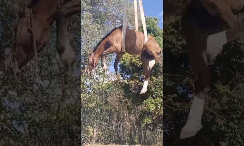 Heartwarming Wild Animal Rescues in India 🐾🌿