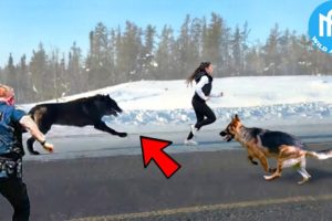 Hero Animals That Saved Human Lives! Interesting Animal Moments CAUGHT ON CAMERA! #6