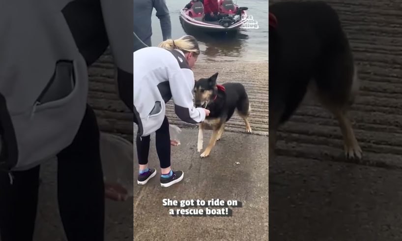 Hero Family Rescues Lost Dog From Lakeshore