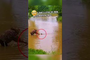Heroic Couple Rescues Deer from Watery Peril! Heartwarming Moment