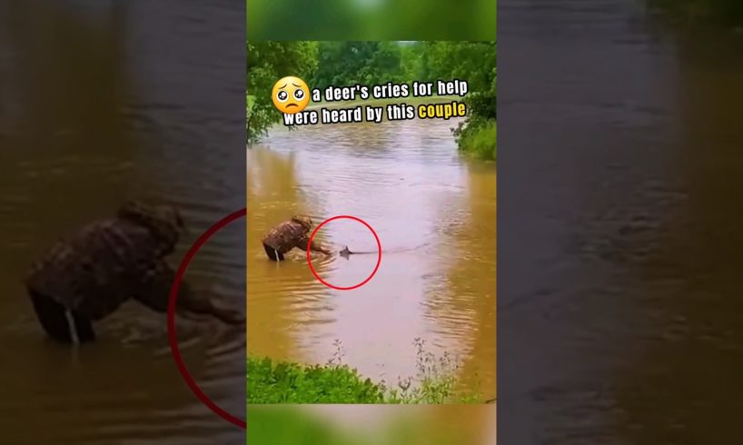 Heroic Couple Rescues Deer from Watery Peril! Heartwarming Moment