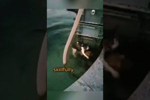 Heroic Dog Rescues Drowning Cat! 🐾🦸‍♂️ #shorts