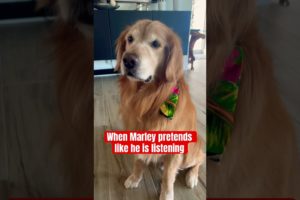 He’s the goodest boy. #goldenretriever #dog #funny #cute #puppies