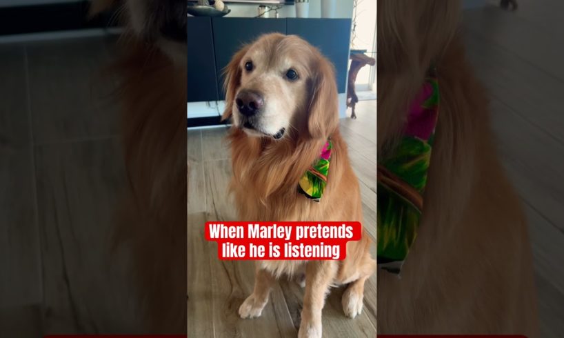 He’s the goodest boy. #goldenretriever #dog #funny #cute #puppies