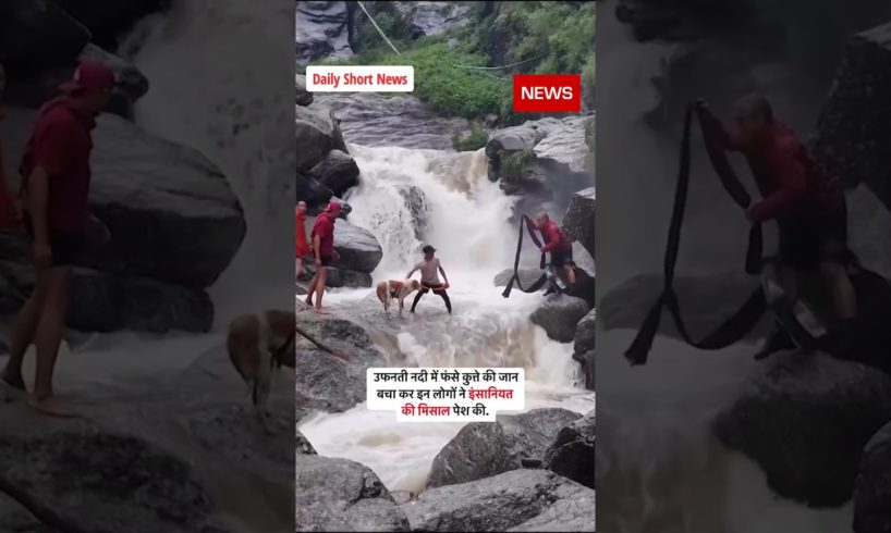 🔴 Himachal Mein Tourist Ne Dog Ko Kiya Rescue #shorts #dog #rescue