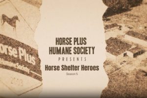 Horse Shelter Heroes S5 - Teaser & Announcement