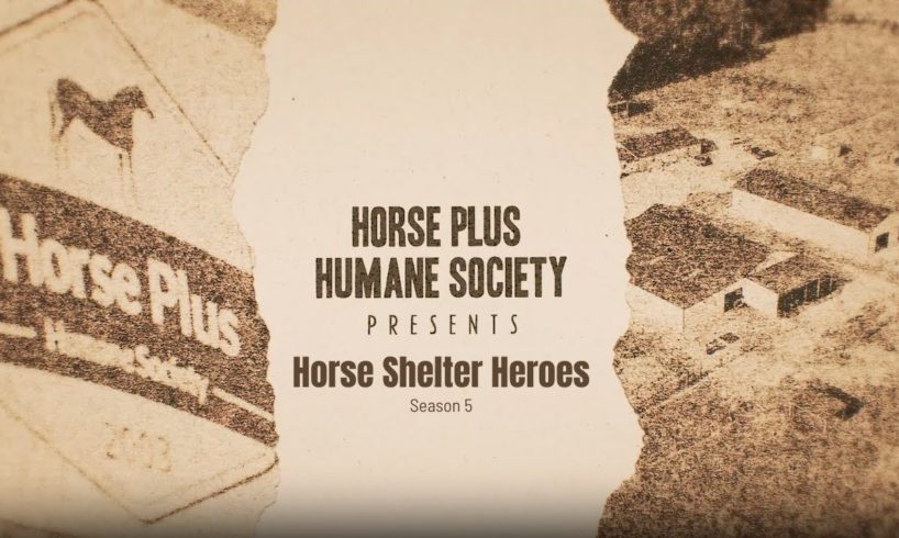 Horse Shelter Heroes S5 - Teaser & Announcement