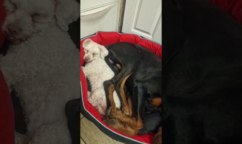 How's that comfortable? #puppy #dog #puppylovers #puppylife #doberman #dogs #pup #cute #puppies #fyp