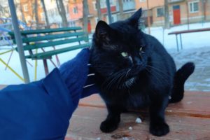 Huge cat in a tuxedo