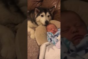 Husky & Baby Becoming Best Friends! #shorts