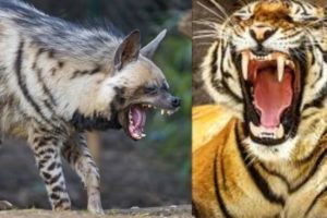 Hyena vs tiger attack | Hyena vs tiger who would win | national geographic wild animal fights