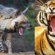 Hyena vs tiger attack | Hyena vs tiger who would win | national geographic wild animal fights