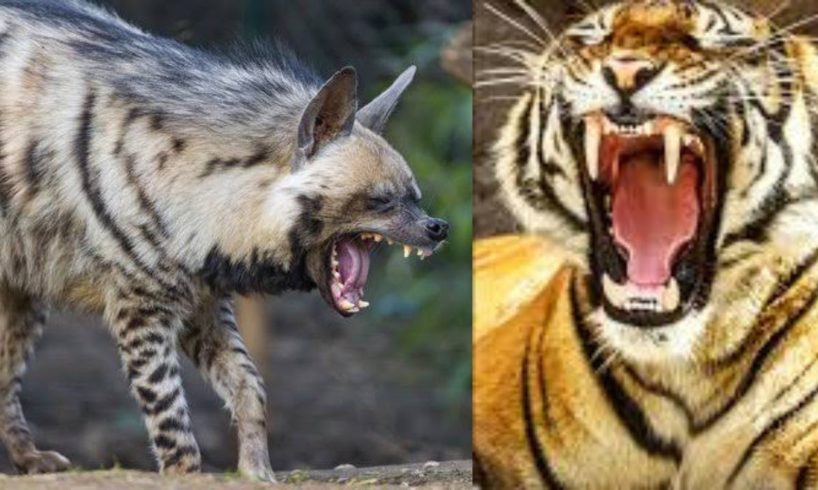 Hyena vs tiger attack | Hyena vs tiger who would win | national geographic wild animal fights