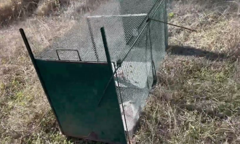 I drove early in the morning to see if the dog in the mountain is inside the trap - Takis Shelter