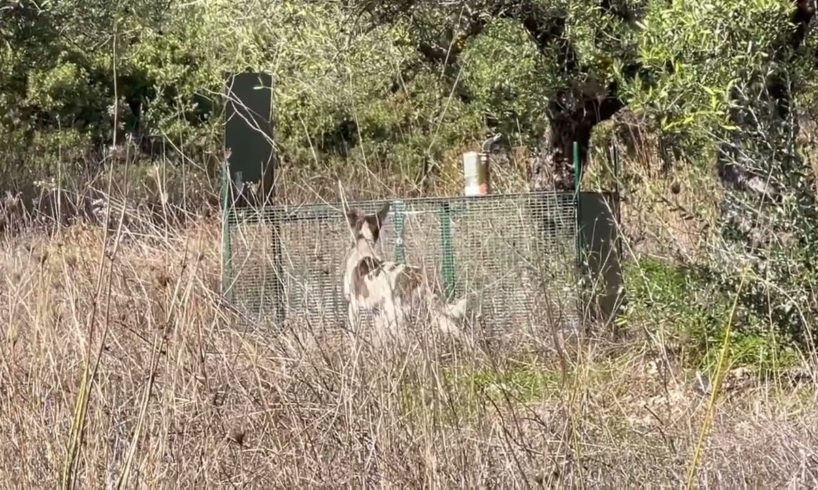 I set up the trap again and I was waiting but the dog is so smart and didn’t go in 😅 - Takis Shelter