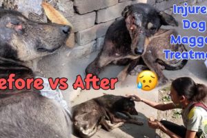 Injured Dog🐕 😭 ||  Maggot Treatment Of A Dog😰 ||  Before VS After Condition 😍