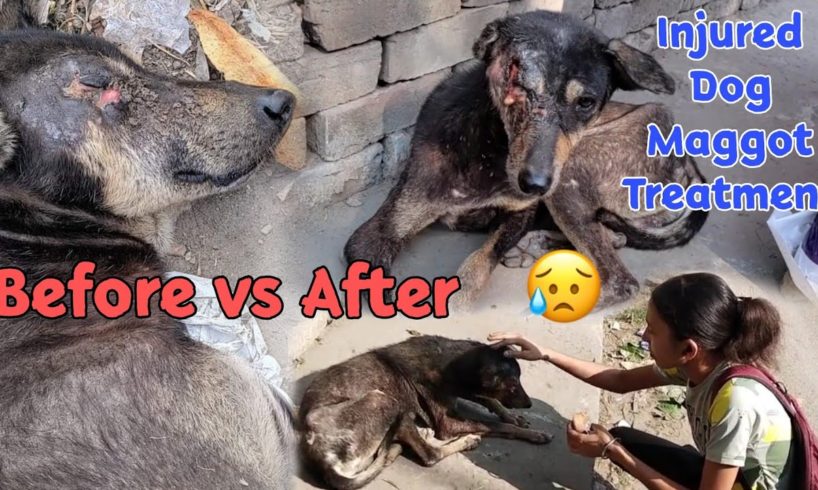 Injured Dog🐕 😭 ||  Maggot Treatment Of A Dog😰 ||  Before VS After Condition 😍