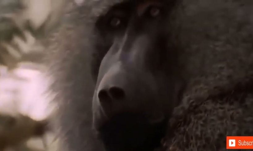 Jaguar V/s Crocodile & Animal Fights