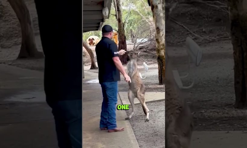KANGAROO FIGHTS you have to SEE p.1