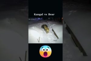 Kangal vs Bear #shorts #animals #fight