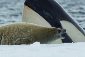 Killer Whale's Extraordinary Hunting Technique | Frozen Planet II | BBC Earth