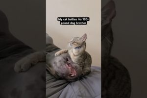 Kitten Bullies His 130-Pound Brother l The Dodo #animals #cat #kitten