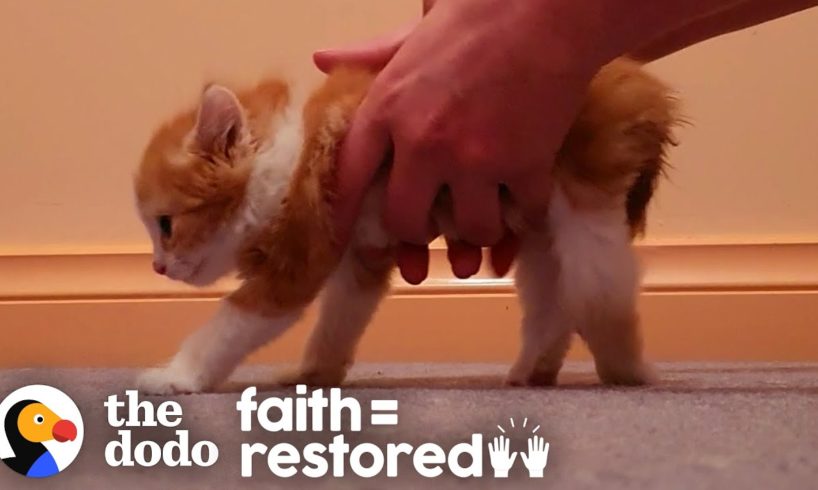 Kitten Who Couldn't Even Stand Decides He Wants To Walk | The Dodo