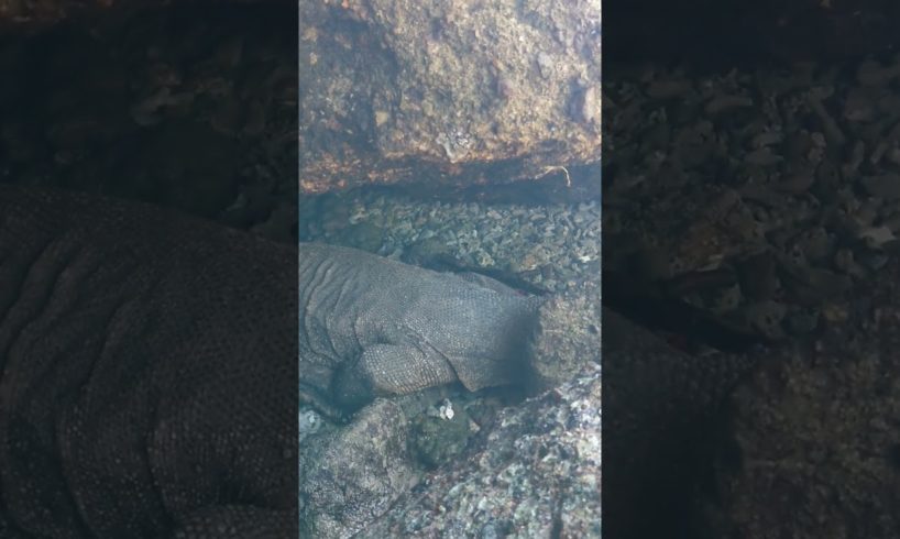 Komodo dragon trapped in a rock hole