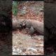 Komodo dragons are vegan