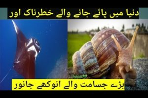 Largest animal Caught on camera Urdu Hindi | ImranFiyaz2.0