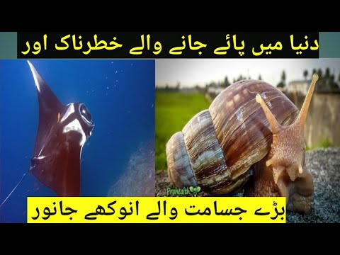 Largest animal Caught on camera Urdu Hindi | ImranFiyaz2.0