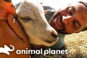 Lee Asher Rescues Two New Goats! | My Pack Life | Animal Planet