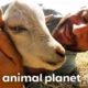 Lee Asher Rescues Two New Goats! | My Pack Life | Animal Planet