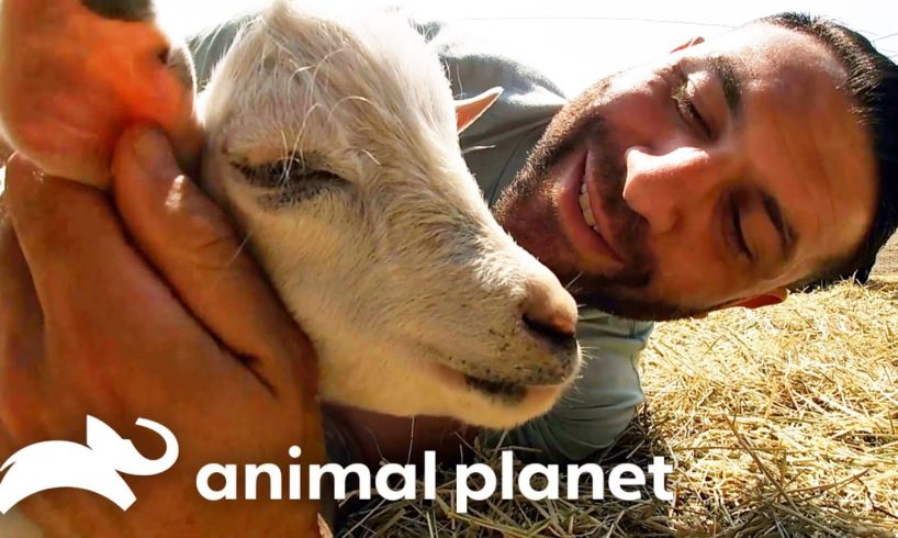 Lee Asher Rescues Two New Goats! | My Pack Life | Animal Planet