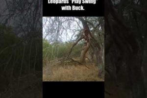 Leopards "Play Swing" with Buck #short  #Animal Secrets #animals