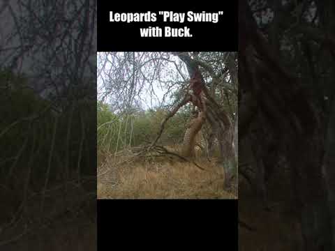 Leopards "Play Swing" with Buck #short  #Animal Secrets #animals