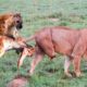 Lion Lost One Leg Due While Trying to Attack Hyena And What Happens Next? | Animal Attacks