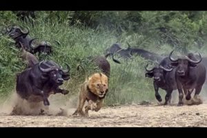 Lion vs buffalo fight to death Showdown | Battle between lion and buffalo | National geographic