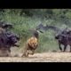 Lion vs buffalo fight to death Showdown | Battle between lion and buffalo | National geographic