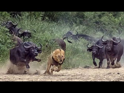 Lion vs buffalo fight to death Showdown | Battle between lion and buffalo | National geographic
