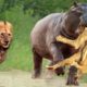 Lions Attacks Hippo To Rescue Teammates From Giant Mouth- The Fierce Battle Between Hippo Vs Lions