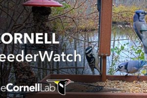 Live Birds In 4K! Cornell Lab FeederWatch Cam at Sapsucker Woods