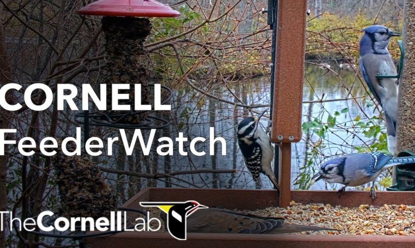 Live Birds In 4K! Cornell Lab FeederWatch Cam at Sapsucker Woods