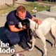 Lonely Dog Was Abandoned At A School | The Dodo