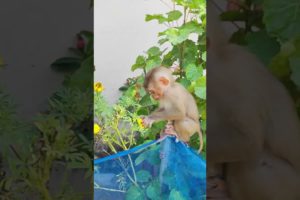 Love baby play in garden #animals #viral #shortsvideo #youtubeshorts #monkeys #monkeyvideo #monkey
